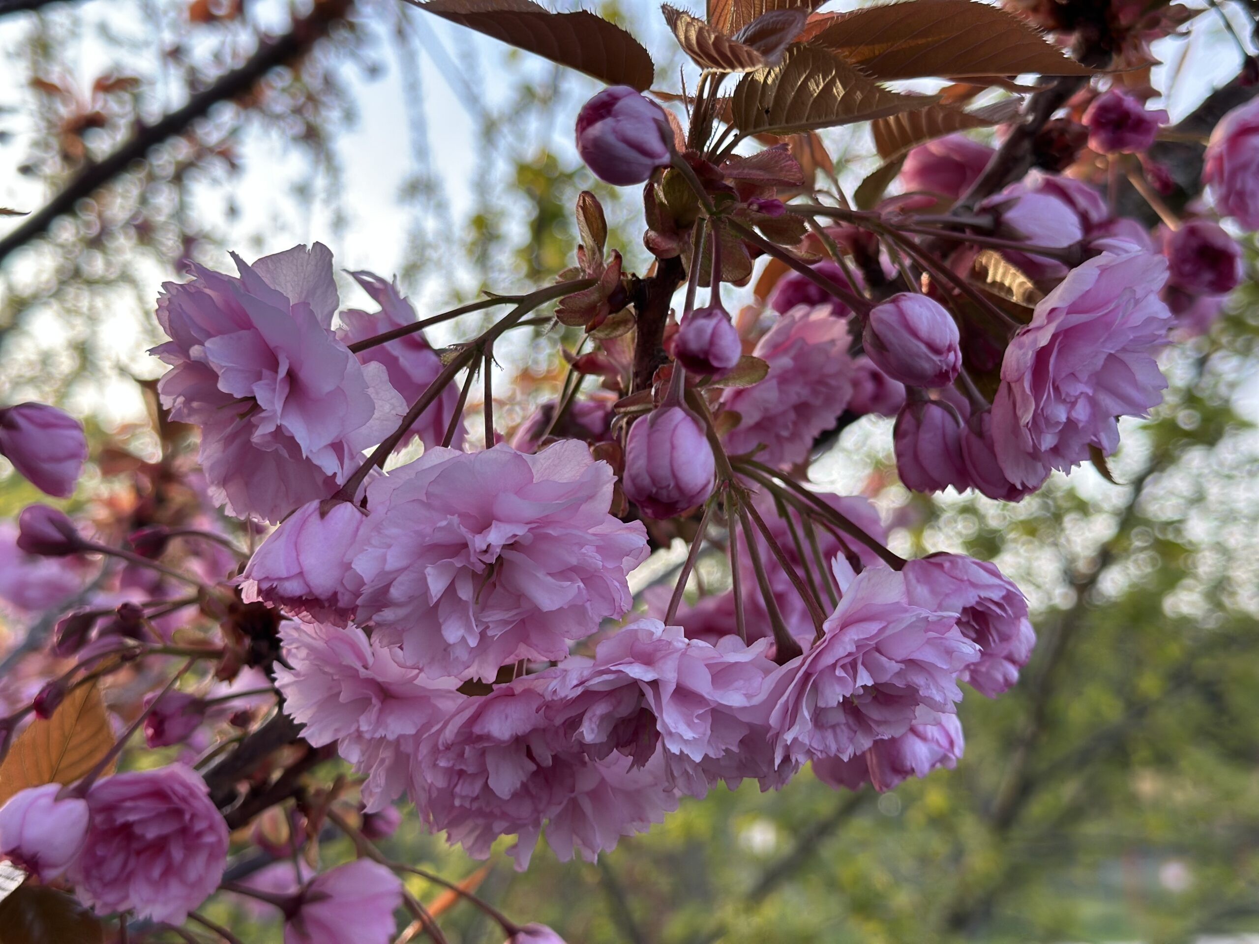 Sakura 1