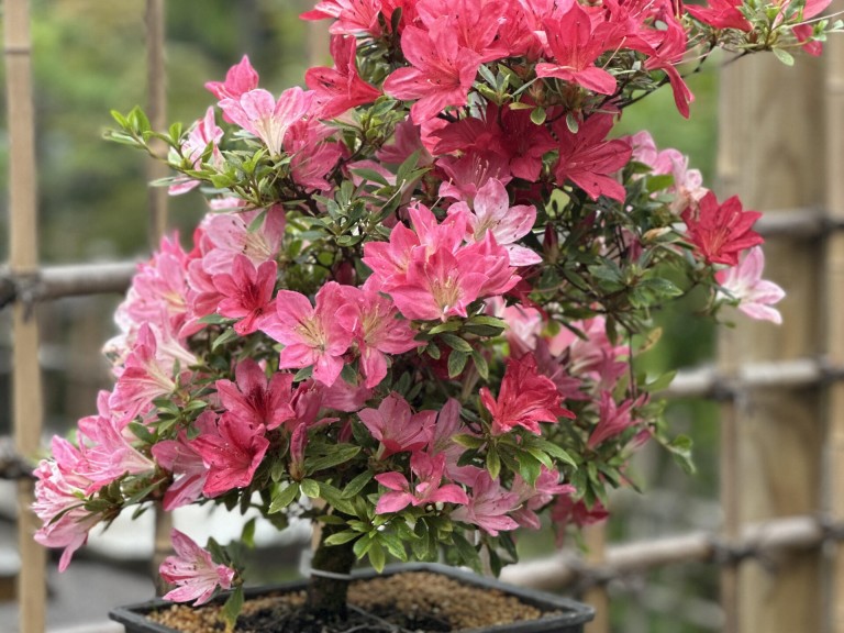azalija bonsai 1