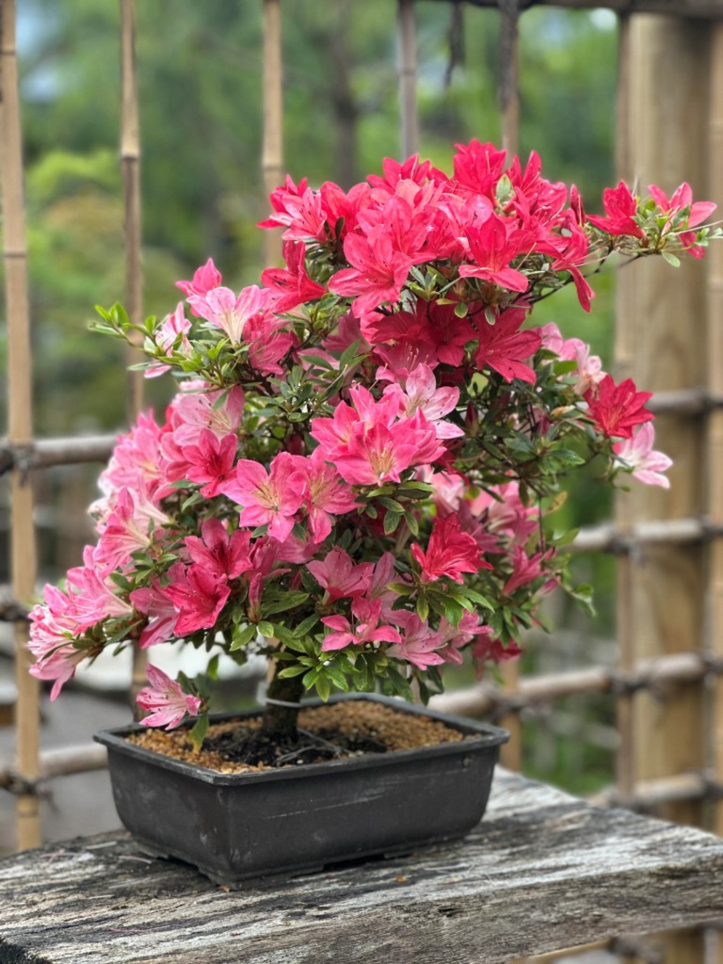 azalija-bonsai-1 (Medium)