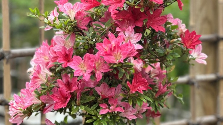 azalija-bonsai-1 (Medium)