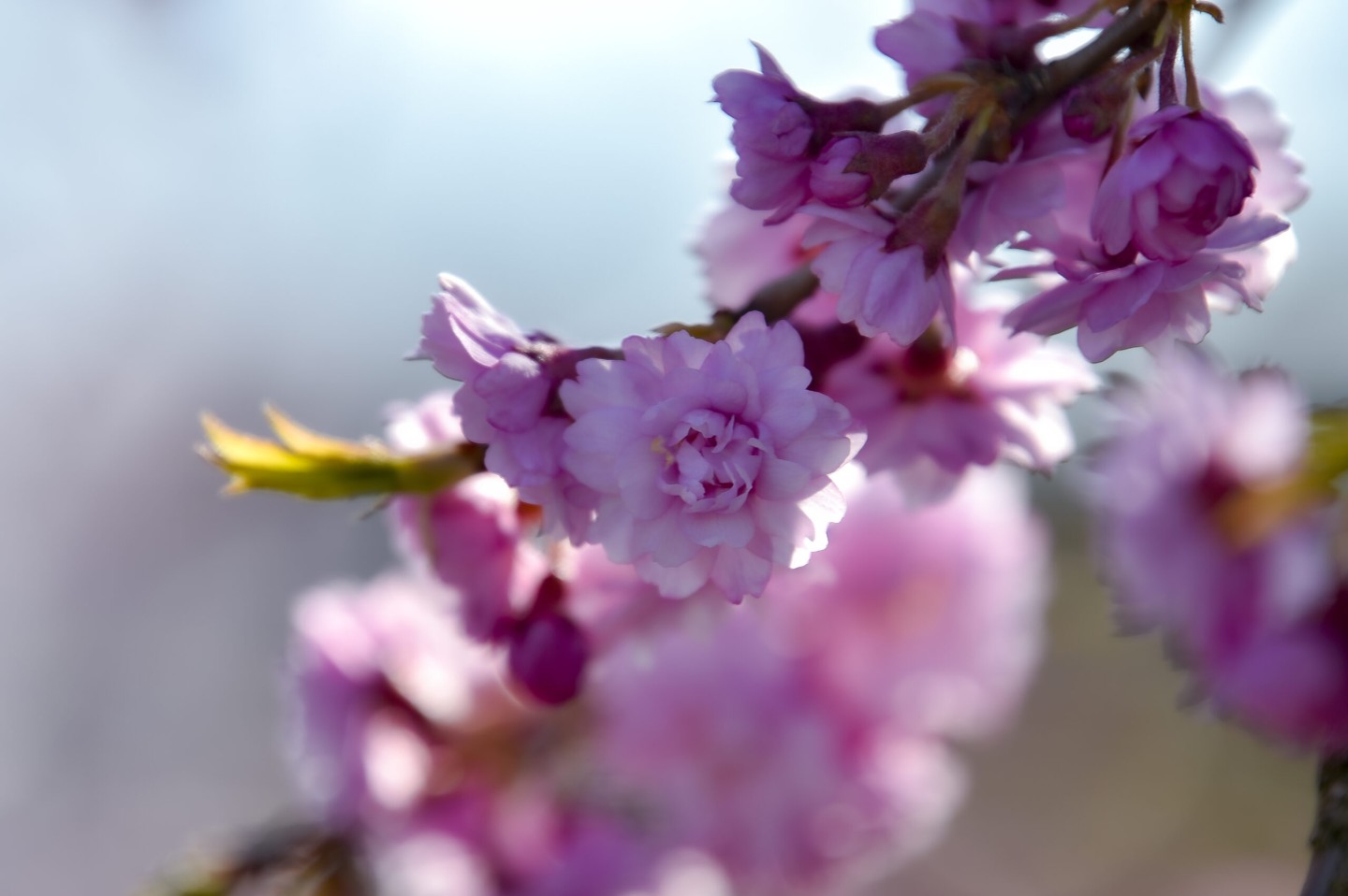 Japoniškas sodas,Mažučiai,pavasaris,žydi sakuros,orai